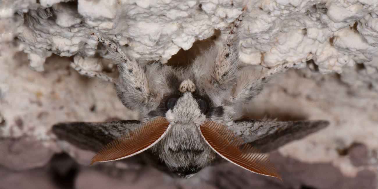 Notodontidae? No, Erebidae Lymantriinae: Calliteara pudibunda